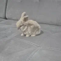 بچه خرگوش ۲۵ روزه