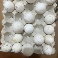 تخم نطفه دار  غاز