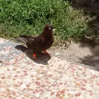 زاغ آبادانی نر مست معاوضه