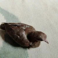 کفتر