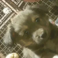 سگ پاکوتا کبوتر