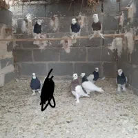 تعدای طوق سیاه درجه یک مشتری واقعی تماس|پرنده|داراب, |دیوار