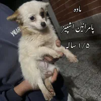 پامر روباهی/ معاوضه میکنم|سگ|تالش, هشتپر|دیوار