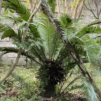 گل سیکاس مادر تنه دار|گل و گیاه طبیعی|کتالم و سادات شهر, |دیوار