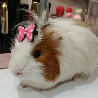 واگذاری خوکچه هندی|موش و خرگوش|اهواز, گلستان|دیوار