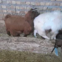 بزغاله نر ۳ عدد|حیوانات مزرعه|تایباد, |دیوار