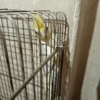 عروس هلندی لوتینو گل باقالی جوجه و مولد|پرنده|قزوین, |دیوار