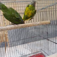 طوطی سنگال