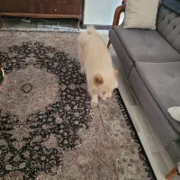 سگ چاو چاو نر زبان بنفش اوکراینی|سگ|تهران, شهرک نفت|دیوار