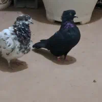 واگذاری یک جفت کبوتر