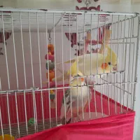 طوطی عروس .رام سخنگو.اواز خوان.بالغ|پرنده|فریدون‌کنار, |دیوار