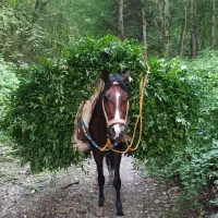 اسب|اسب و تجهیزات اسبسواری|گرگان, |دیوار