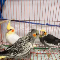 عروس هلندی یک ماهه