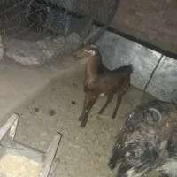 کره نر پاکستانی