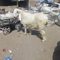 یک جفت گوسفند مری نروماده