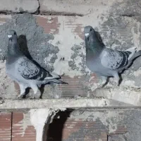 سه جفت کبوتر دوبر|پرنده|اردبیل, |دیوار