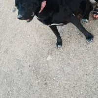 سگ نگهبان
