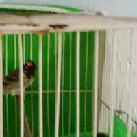 سهره جوجه سهره جفت باقناری باچهارتخم نطقه بسته
