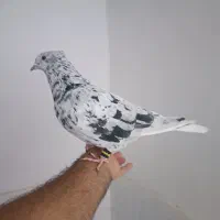 ابلغ افغانی هفت‌رنگ دم سفید کلاغ کربلایی|پرنده|مشهد, دانشجو|دیوار