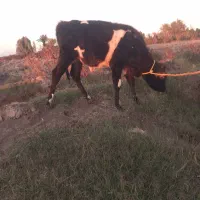 فروش جلب نر