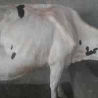 گاوگستر فروشی|حیوانات مزرعه|کرباسک, |دیوار