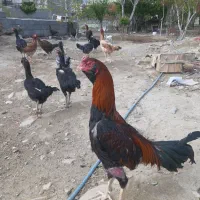 مرغ و خروس و جوجه لاری