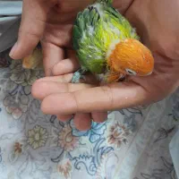 جوجه سرلاکی  طوطی برزیلی|پرنده|قم, یزدان‌شهر|دیوار