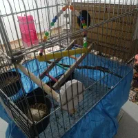 عروس هلندی|پرنده|اشتهارد, |دیوار