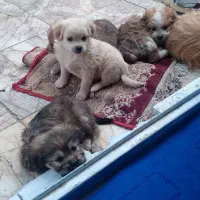 واگذاری توله سگهای آپارتمانی|سگ|مشهد, سناباد|دیوار