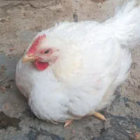 مرغ گوشتی ارگانیک