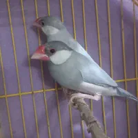 نروماده به شرط کار داده