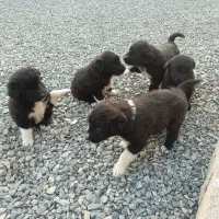 یک جفت توله سگ قهدر جونی