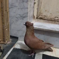 سرخ کالکی نر|پرنده|سبزوار, قصبه شرقی|دیوار