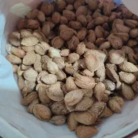 بادام تازه