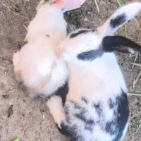 خرگوش نر و بچه