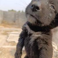 سگ قدرجانی|سگ|شوشتر, |دیوار