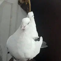 دمسیا کاکل|پرنده|ریگان, |دیوار