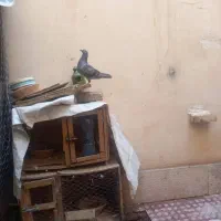 کفتر پلاکی اصل