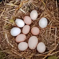 تخم مرغ ارگانیک