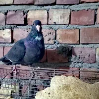 مایه پلنگ کله سیازیرخط