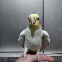 عروس هلندی سخنگو