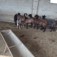 11عددبره.|حیوانات مزرعه|سیمین شهر, |دیوار