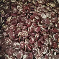 لوبیا عروس بزری