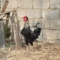 خروس گلین جنگلی