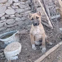 توله نر ذات دار