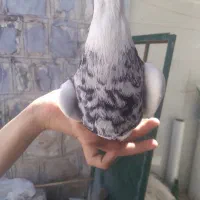کبوتر|پرنده|سرپل ذهاب, |دیوار