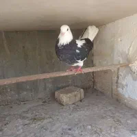 دو  عدد ماده پرشی مایه کفتر|پرنده|اصفهان, ارغوانیه|دیوار