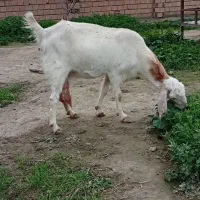 بز پاکستانی|حیوانات مزرعه|سیمین شهر, |دیوار