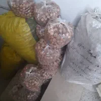 لیمو عمانی لیمو خشک تازه