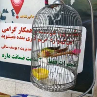 گرینچیک نر|پرنده|مشهد, استاد یوسفی (شهرک غرب)|دیوار